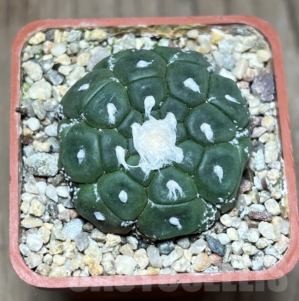 SHPR25892 Astrophytum asterias ‘Kikko Lizard Skin’ - Obrázek 2