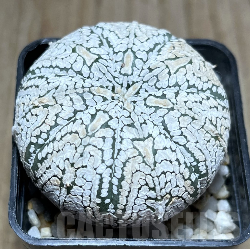 SHPR25894 Astrophytum asterias 'Super Kabuto'
