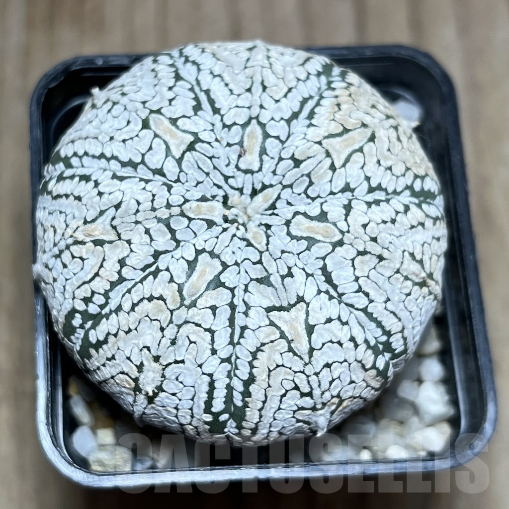 SHPR25894 Astrophytum asterias 'Super Kabuto' - Image 2