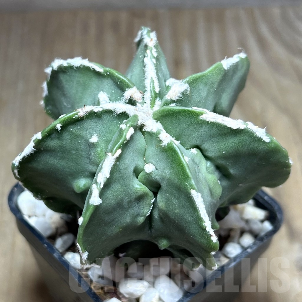 SHPR25896 Astrophytum myriostigma v. nudum ‘Fukuryu’