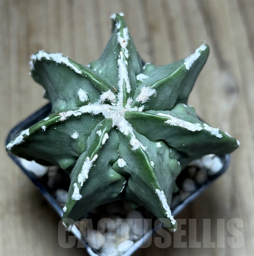 SHPR25896 Astrophytum myriostigma v. nudum ‘Fukuryu’ - Obrázek 2