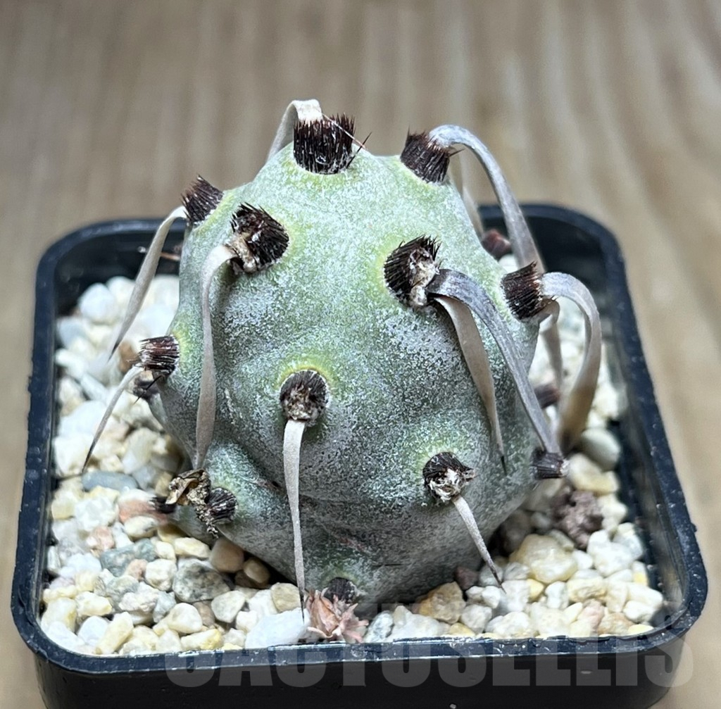 SHPR25897 Tephrocactus geometricus