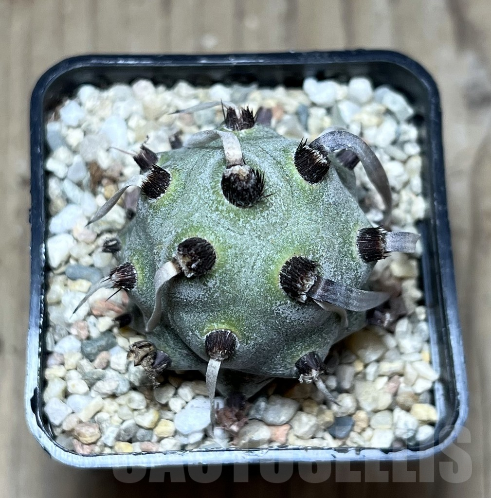SHPR25897 Tephrocactus geometricus - Image 2