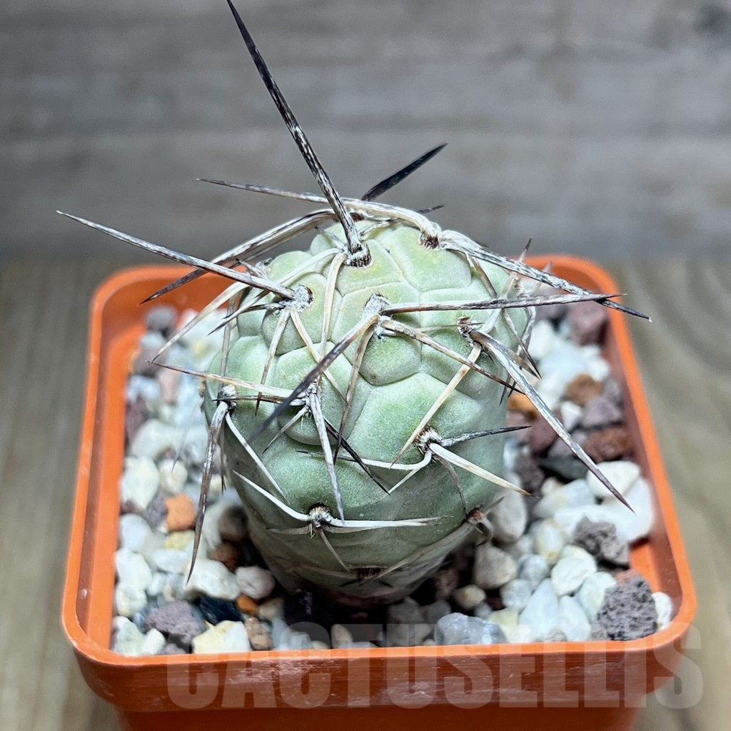 SHPR25898 Tephrocactus geometricus