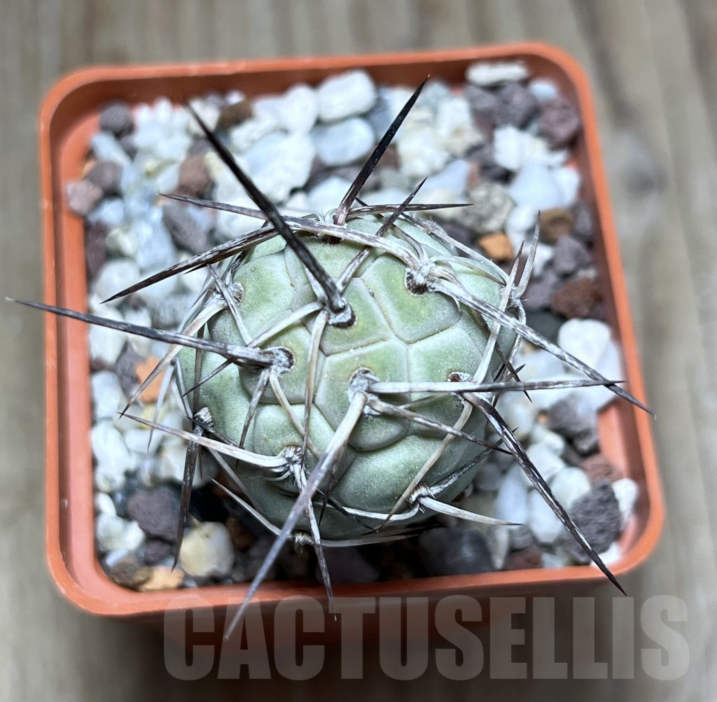 SHPR25898 Tephrocactus geometricus - immagine 2