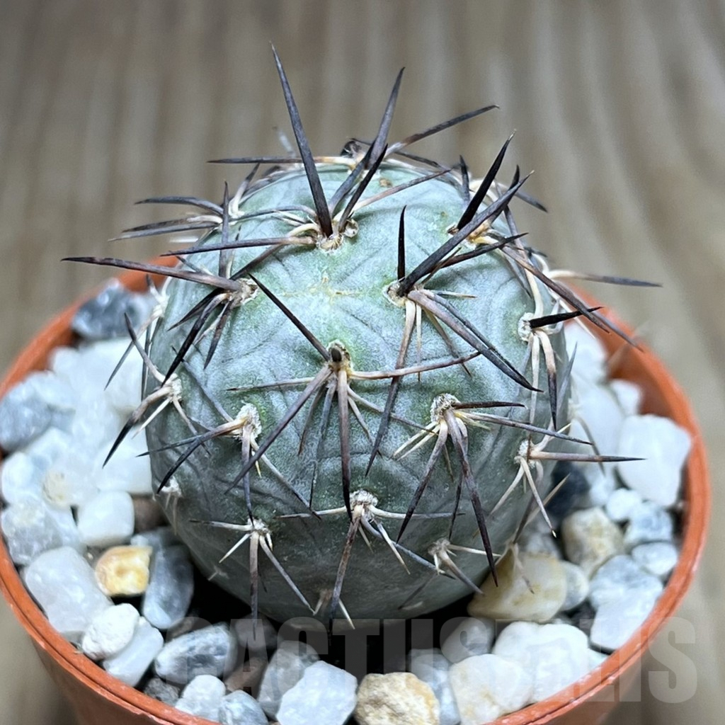 SHPR25899 Tephrocactus geometricus