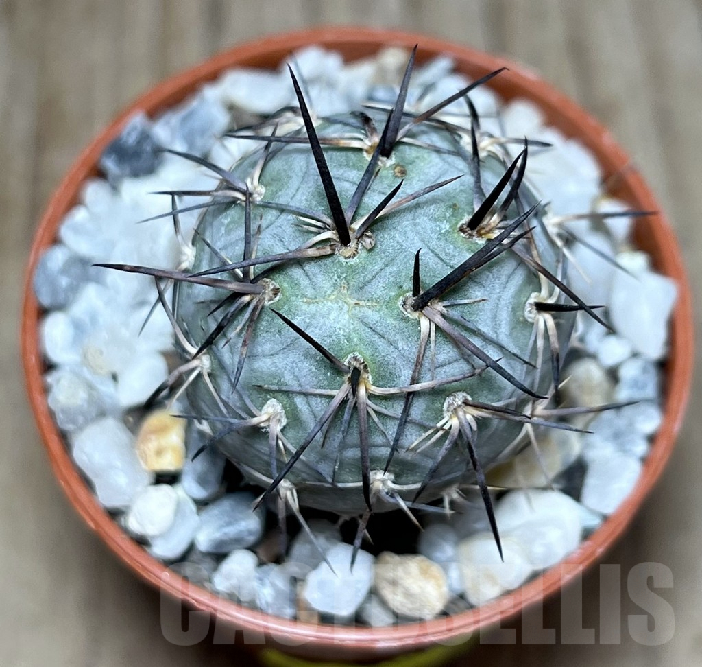 SHPR25899 Tephrocactus geometricus – Bild 2