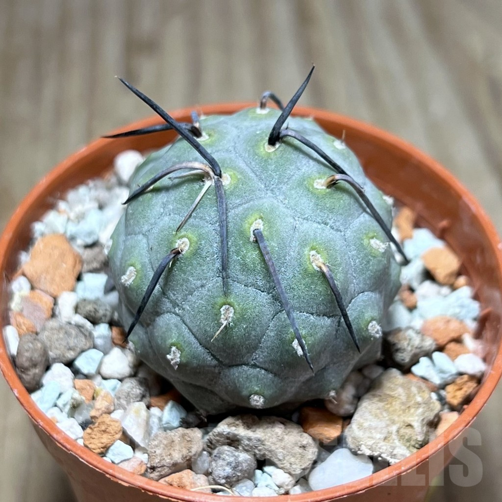 SHPR25900 Tephrocactus geometricus