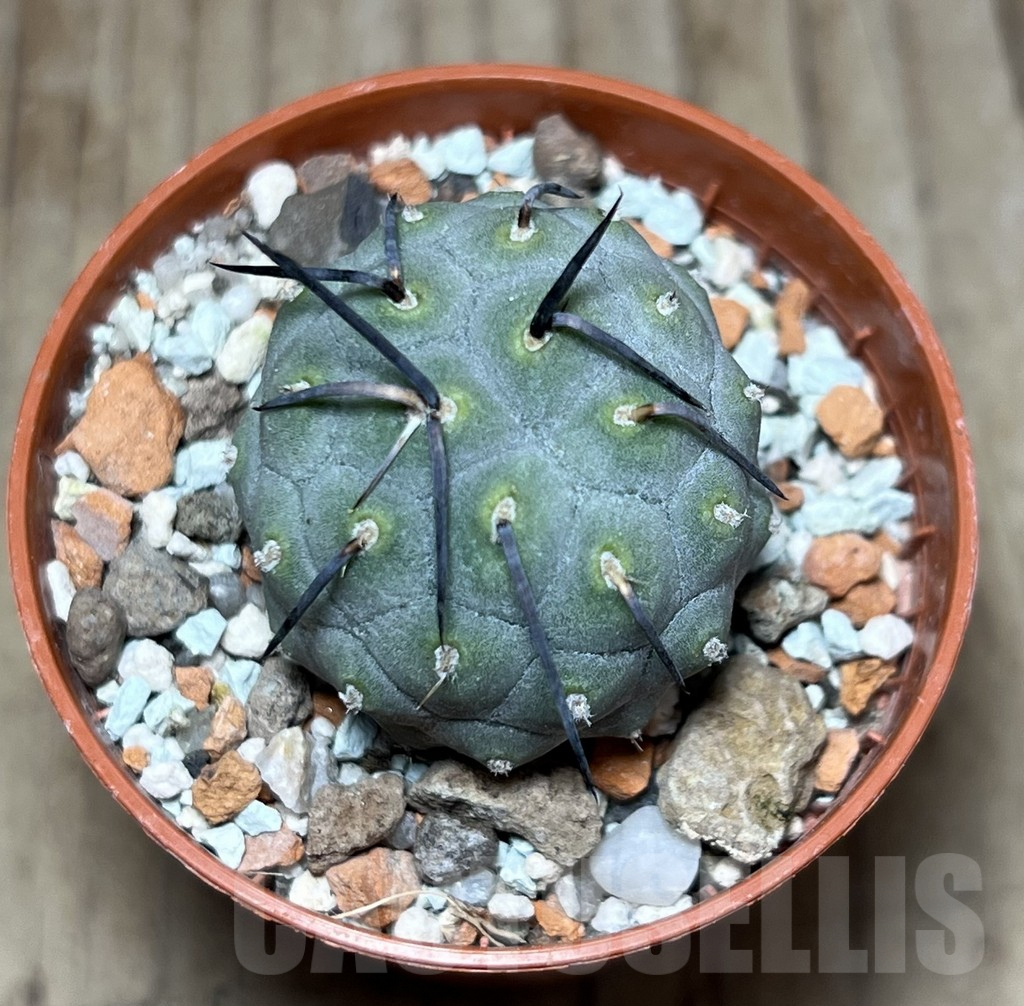 SHPR25900 Tephrocactus geometricus – Bild 2