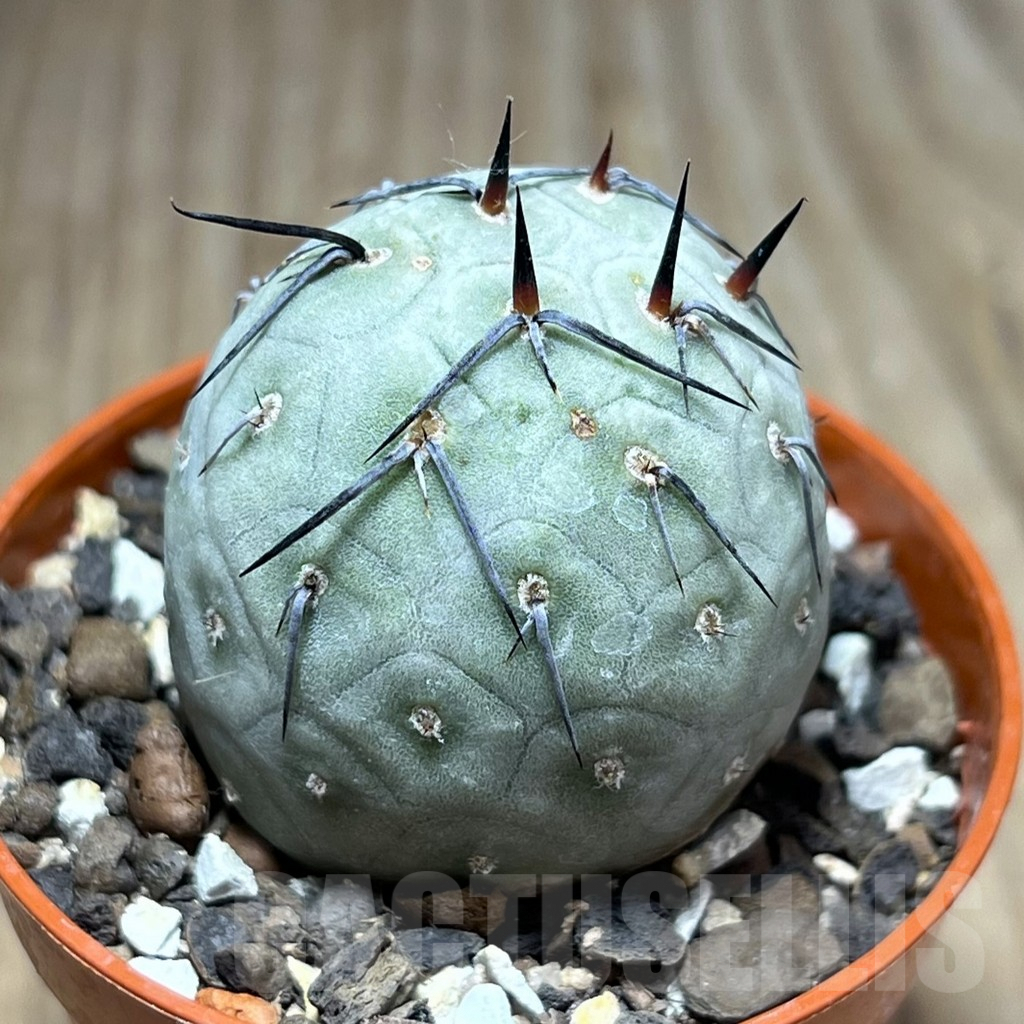 SHPR25901 Tephrocactus geometricus