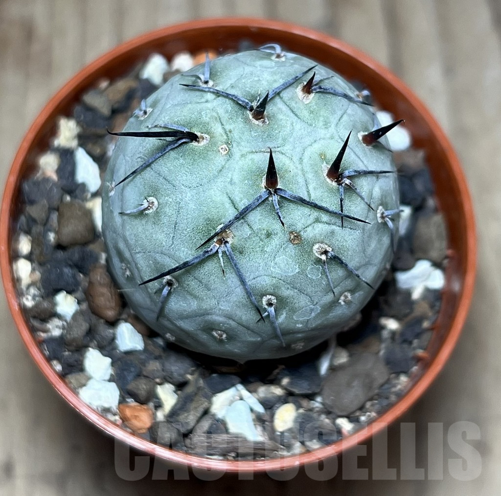 SHPR25901 Tephrocactus geometricus – Bild 2