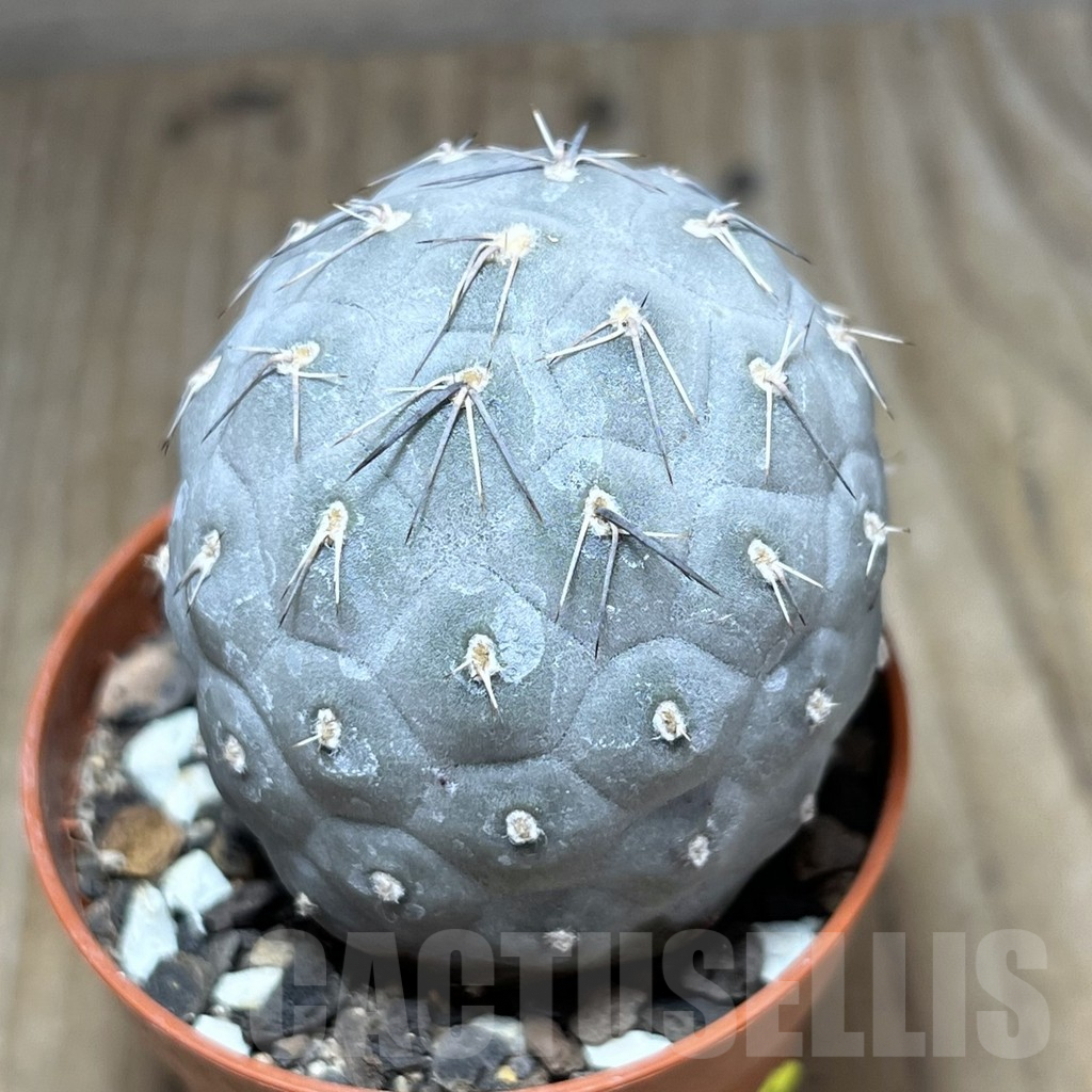 SHPR25906 Tephrocactus geometricus