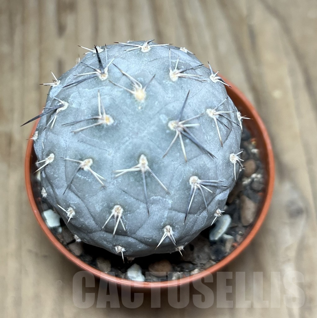 SHPR25906 Tephrocactus geometricus - 画像 (2)