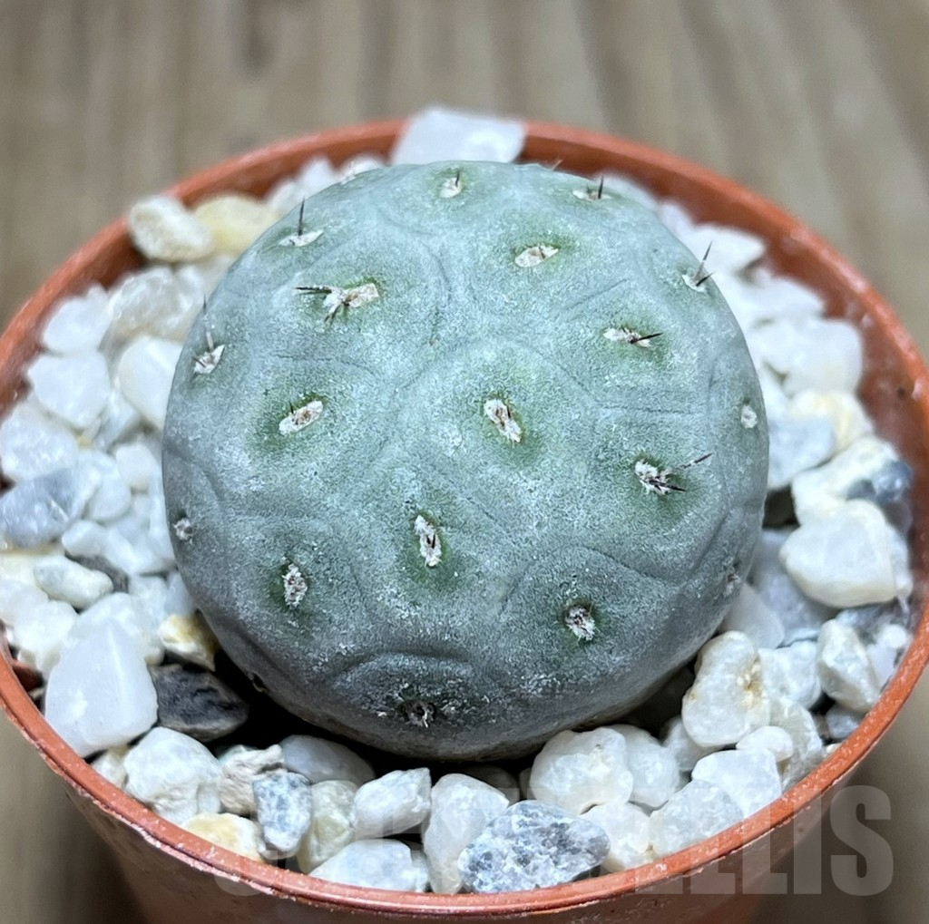 SHPR25907 Tephrocactus geometricus