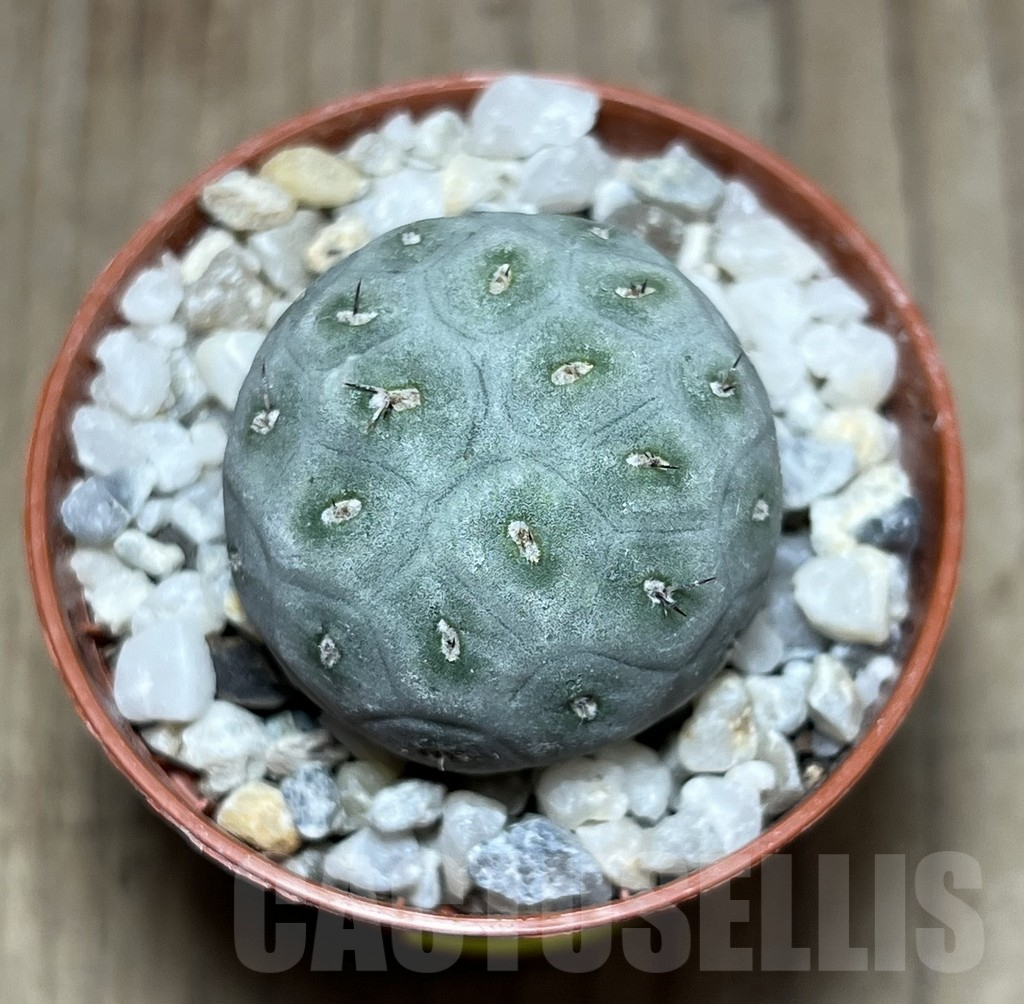 SHPR25907 Tephrocactus geometricus - 画像 (2)