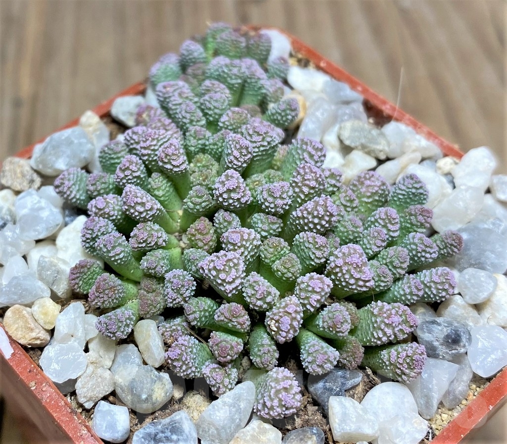 SHPR24734 Neohenricia sibbettii