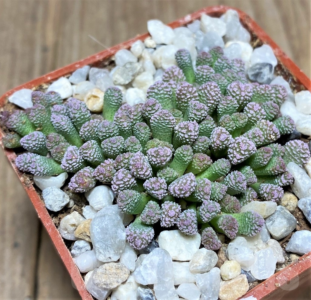 SHPR24734 Neohenricia sibbettii - immagine 2