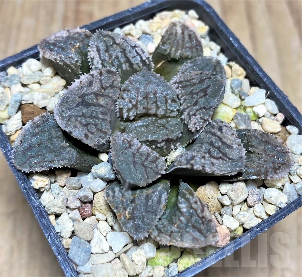 SHPR24798 Haworthia ‘Mordor’ - Image 2
