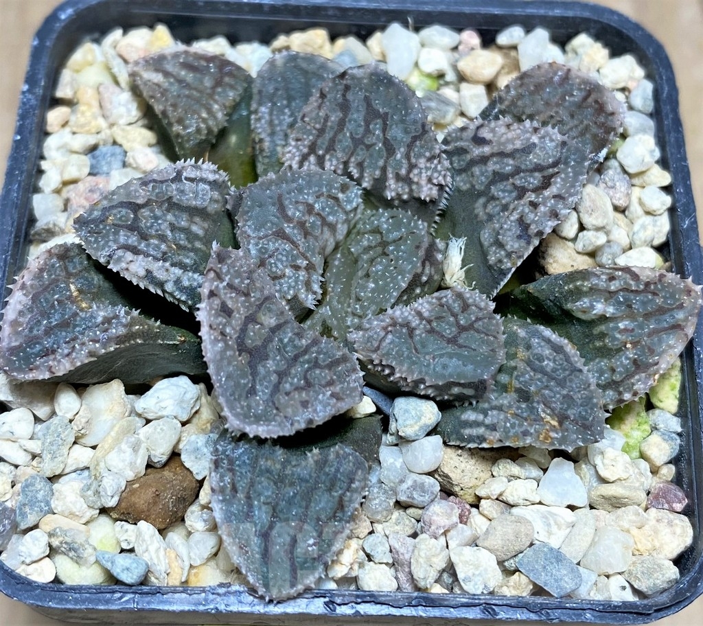 SHPR24798 Haworthia ‘Mordor’