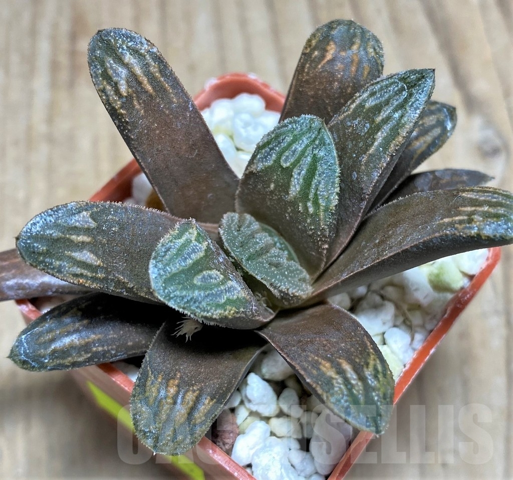 SHPR24799 Haworthia splendens x truncata