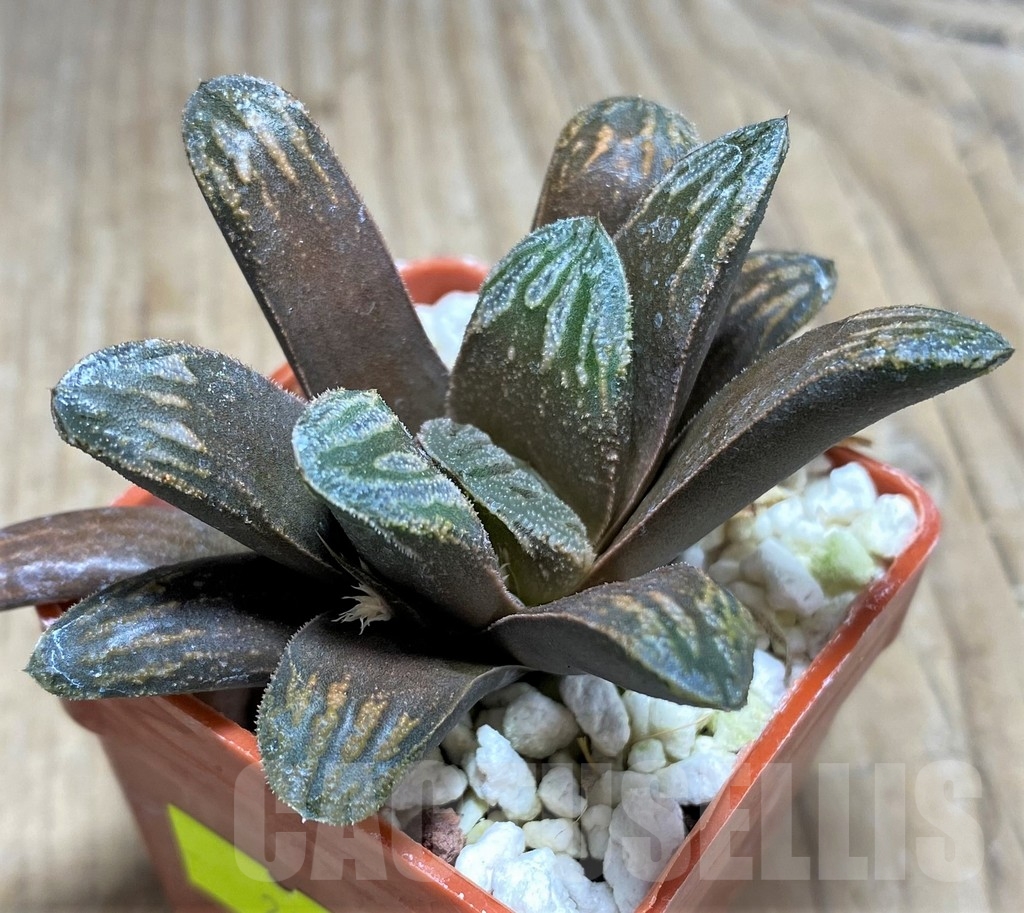 SHPR24799 Haworthia splendens x truncata - Image 2