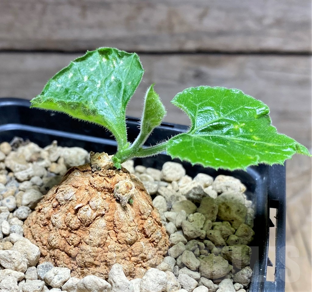 SHPR24804 Coccinia mildbraedii