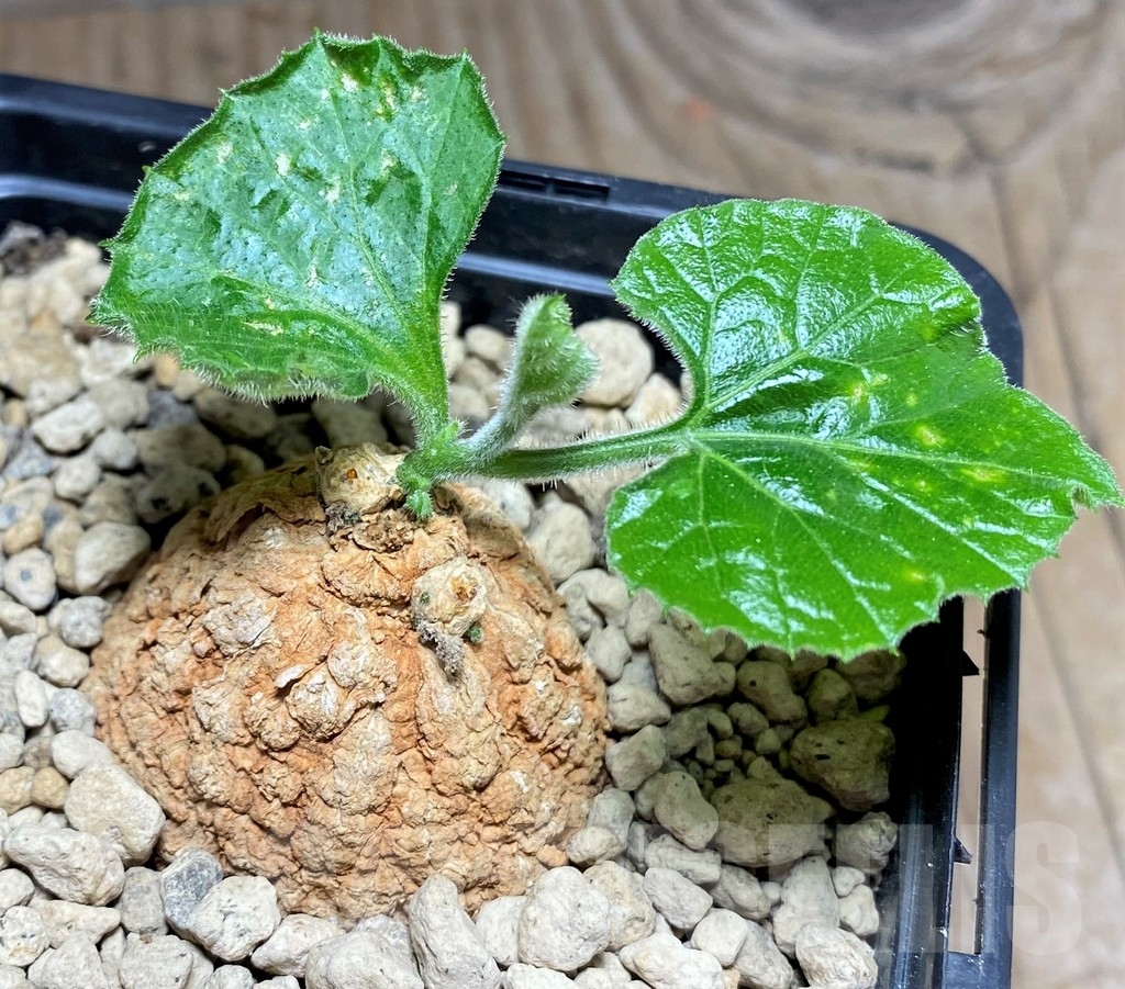 SHPR24804 Coccinia mildbraedii - Image 2