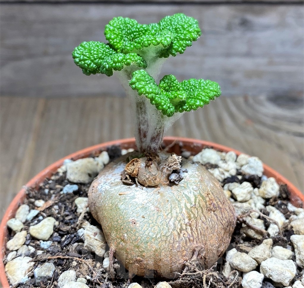 SHPR24806 Sinningia bullata - Image 2