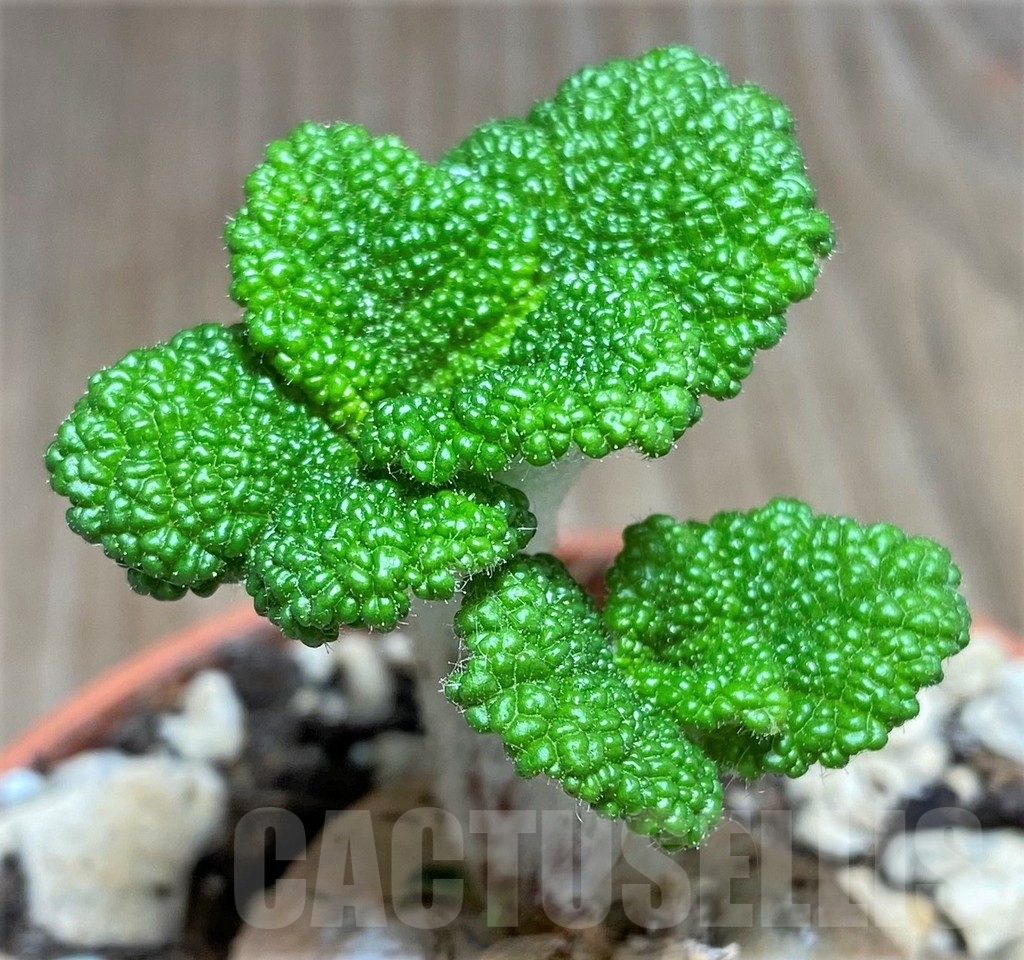 SHPR24806 Sinningia bullata