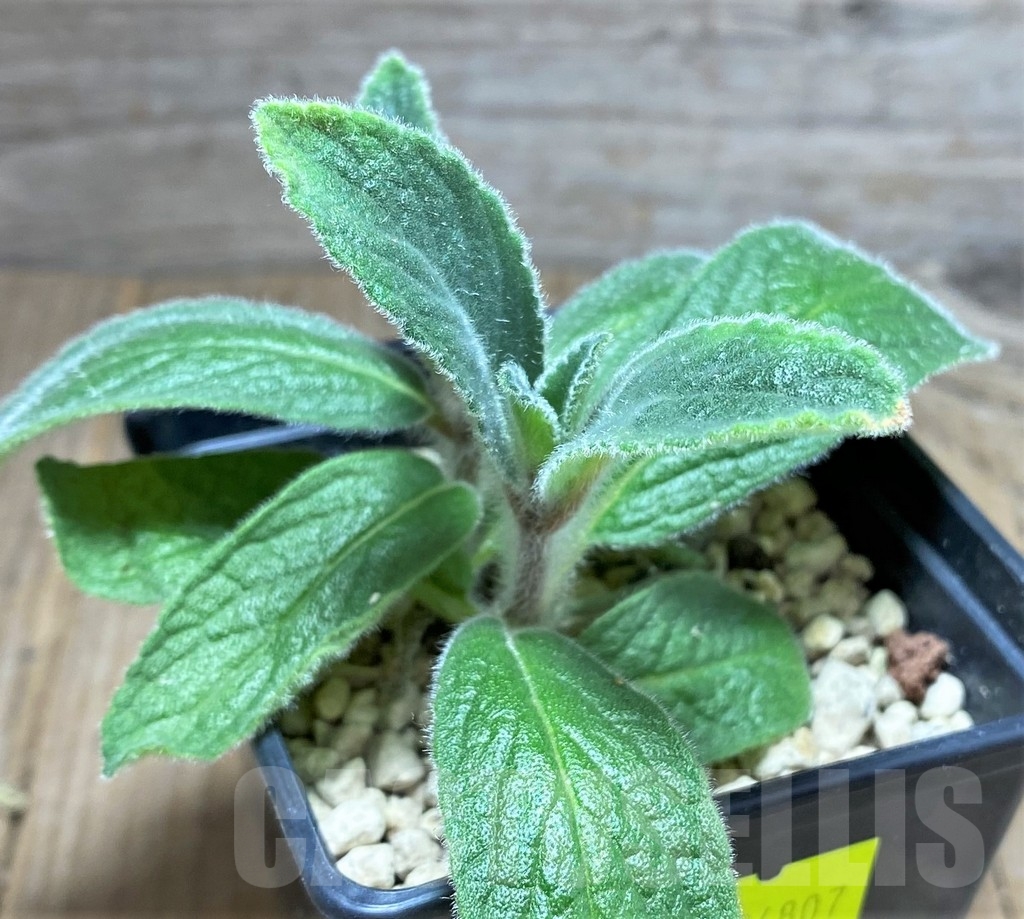 SHPR24807 Sinningia tubiflora