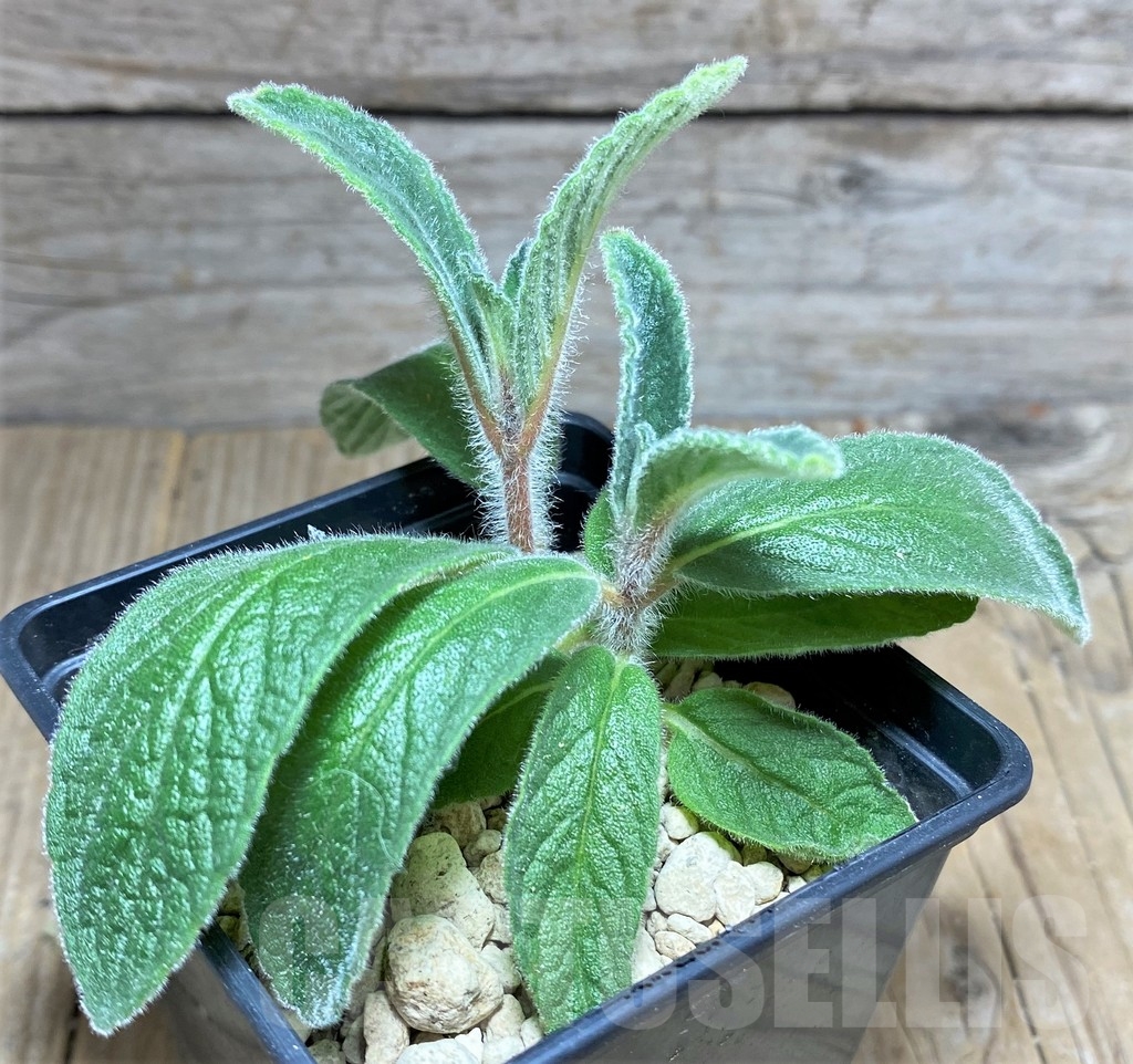 SHPR24807 Sinningia tubiflora - Image 2