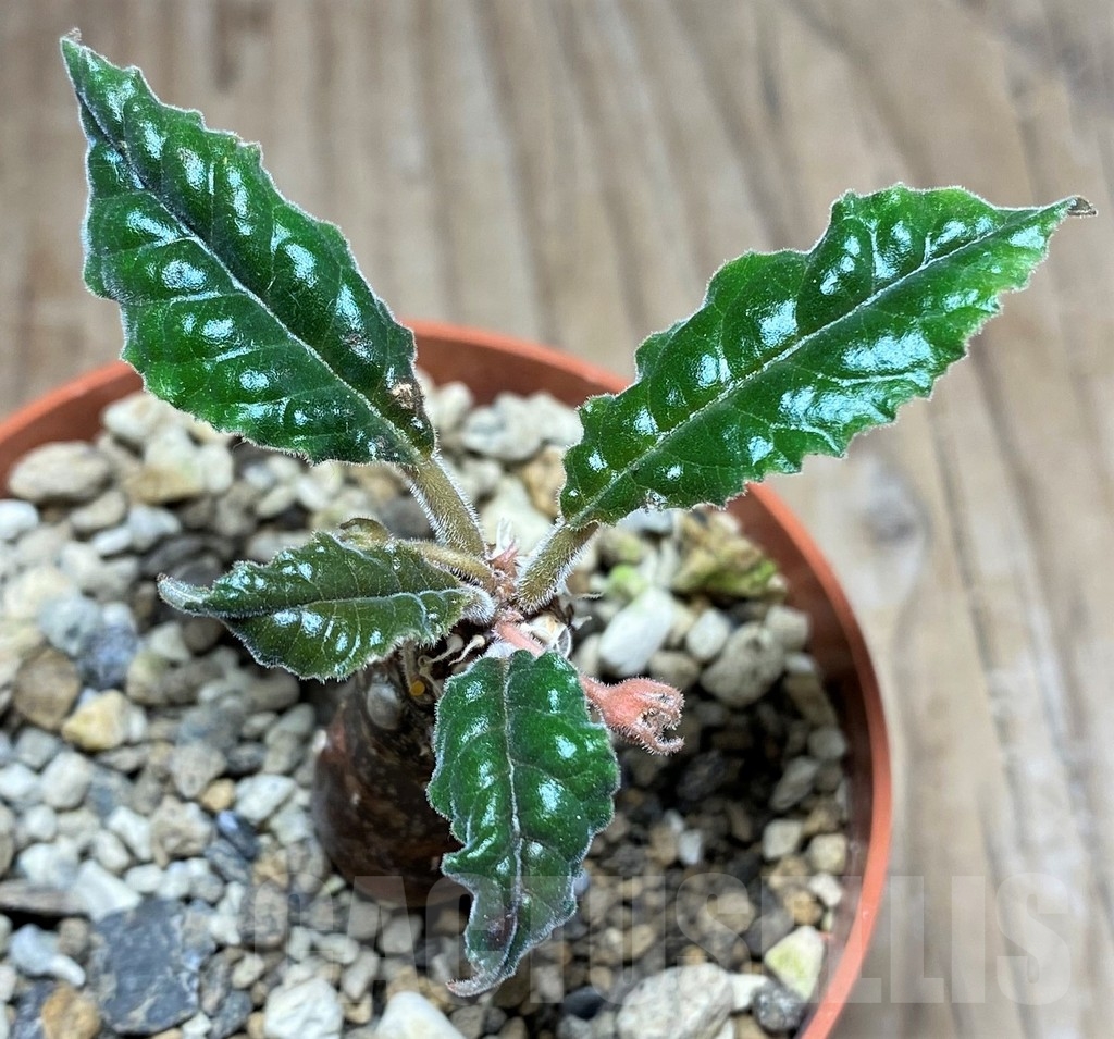 SHPR24808 Dorstenia crispa, reddish stem