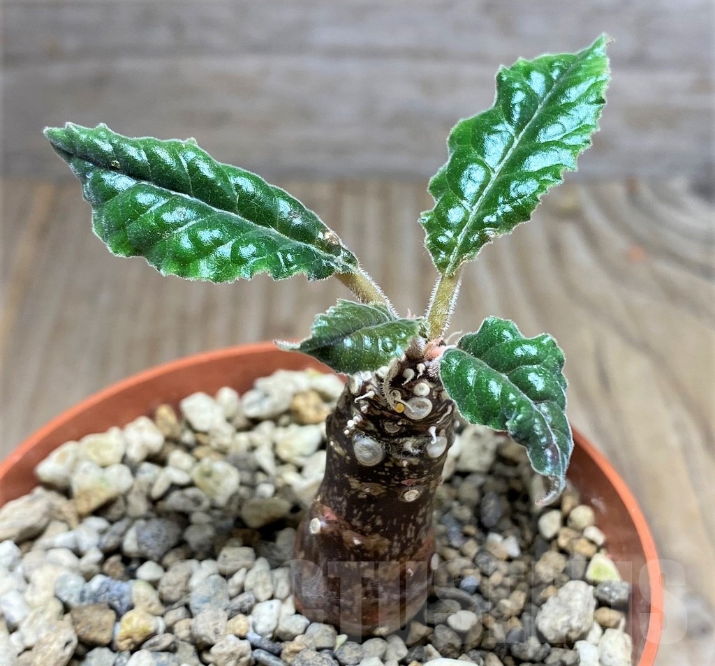 SHPR24808 Dorstenia crispa, reddish stem - Image 2