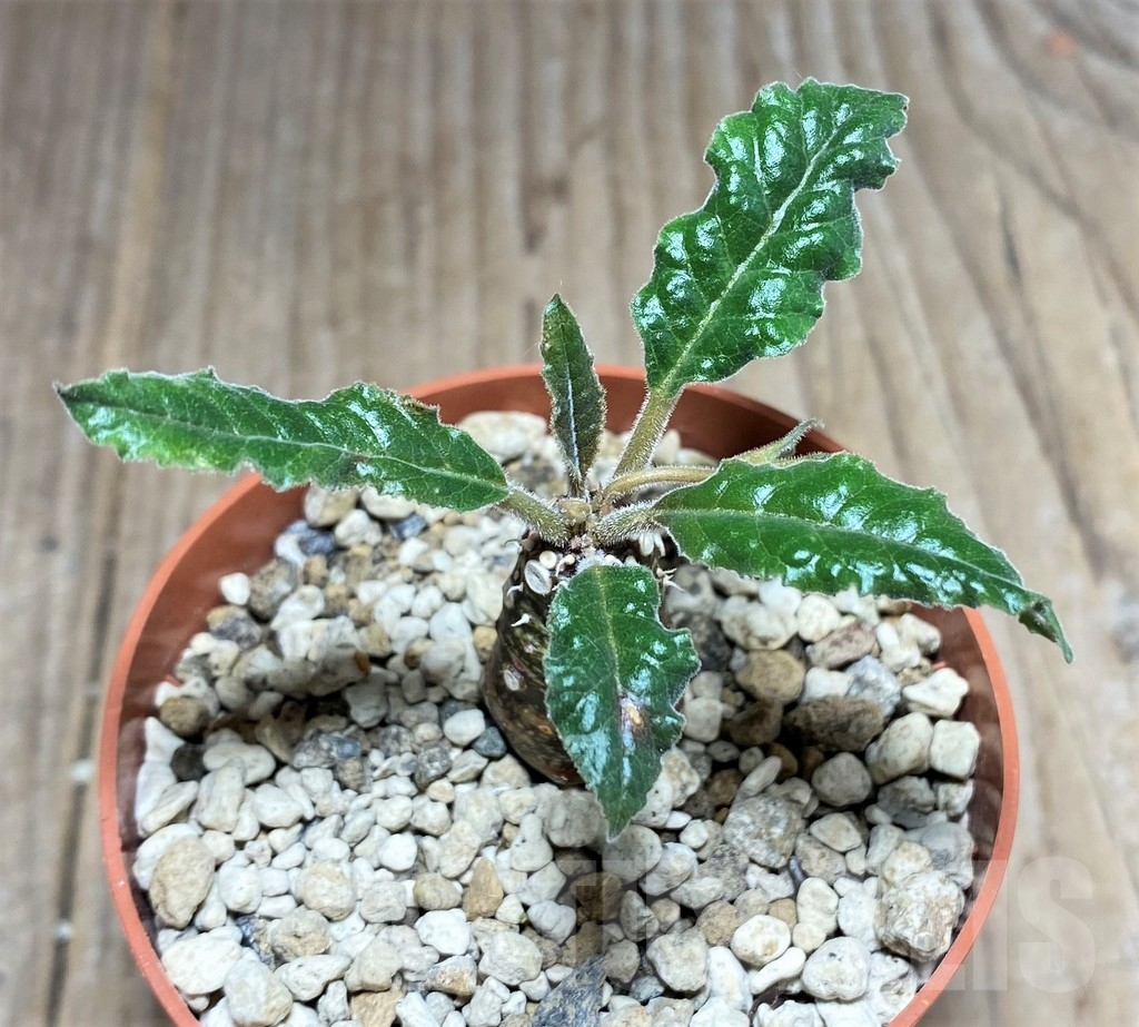 SHPR24809 Dorstenia crispa, reddish stem - Image 2