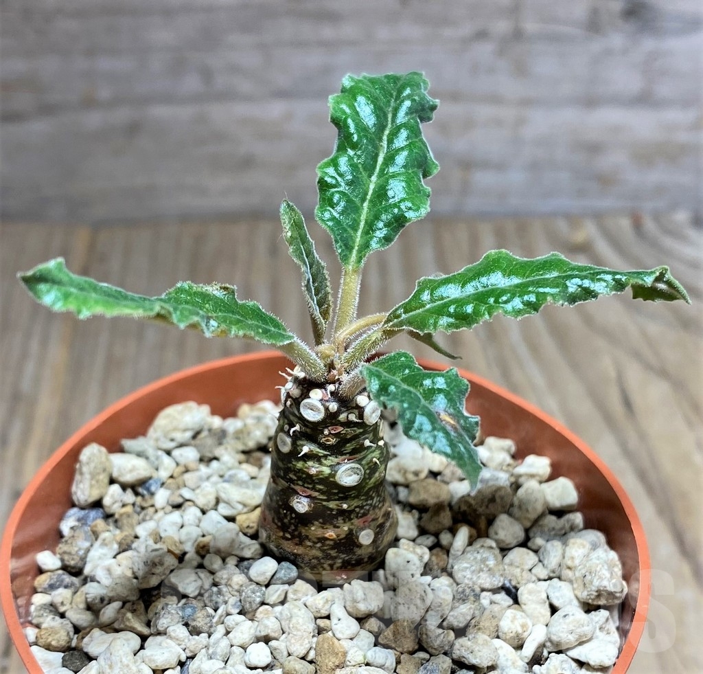 SHPR24809 Dorstenia crispa, reddish stem