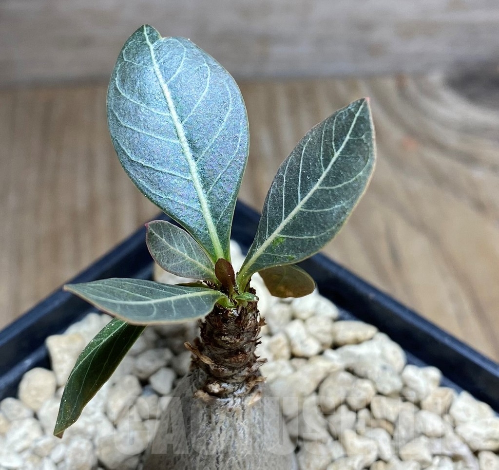 SHPR24810 Adenium socotranum – Bild 3