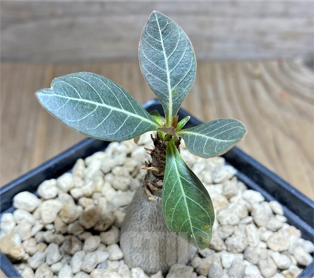 SHPR24810 Adenium socotranum