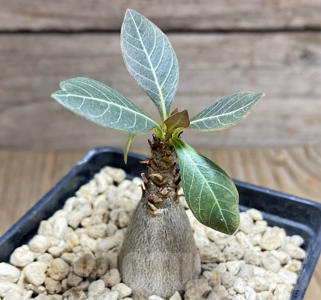 SHPR24810 Adenium socotranum – Bild 2