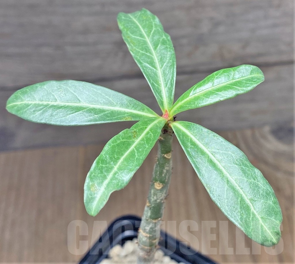 SHPR24812 Adenium somalense v. nova
