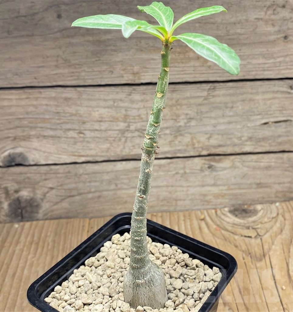 SHPR24812 Adenium somalense v. nova – Bild 2