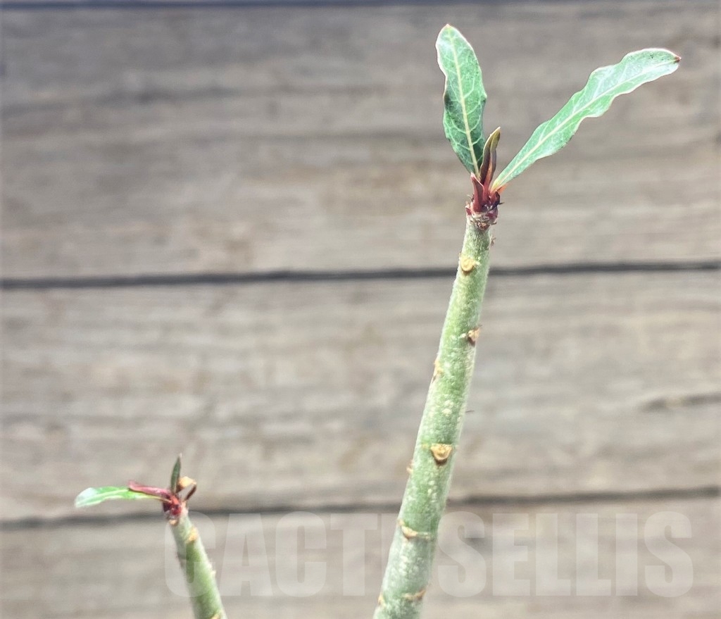 SHPR24813 Adenium somalense v. nova