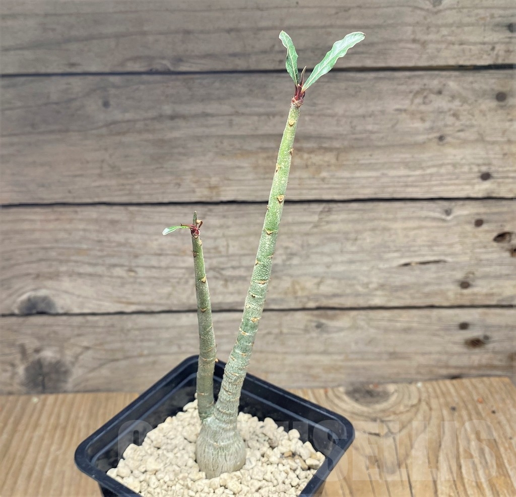 SHPR24813 Adenium somalense v. nova - Obrázek 2