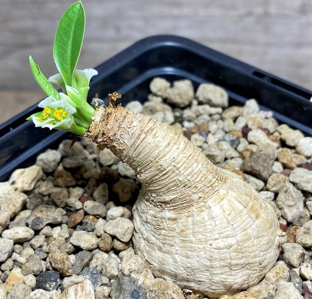 SHPR24814 Euphorbia primulifolia - Obrázek 2