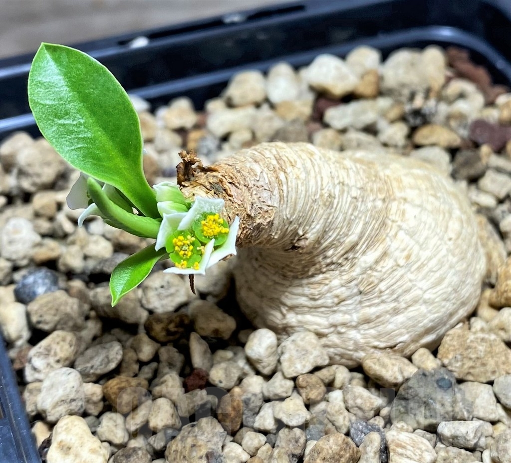 SHPR24814 Euphorbia primulifolia