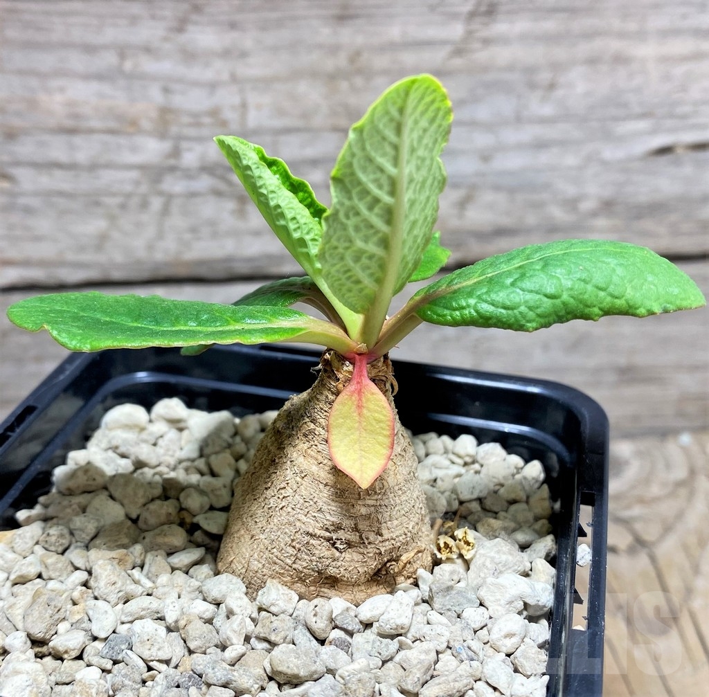 SHPR24815 Euphorbia primulifolia - Imagen 2