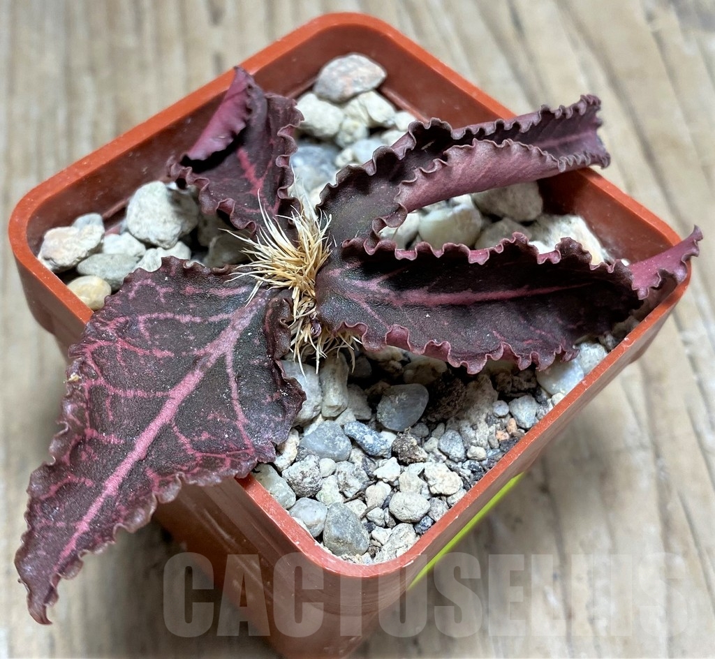 SHPR24816 Euphorbia francoisii v. crassicaulis rubrifolia, Rauh 74321 - immagine 2