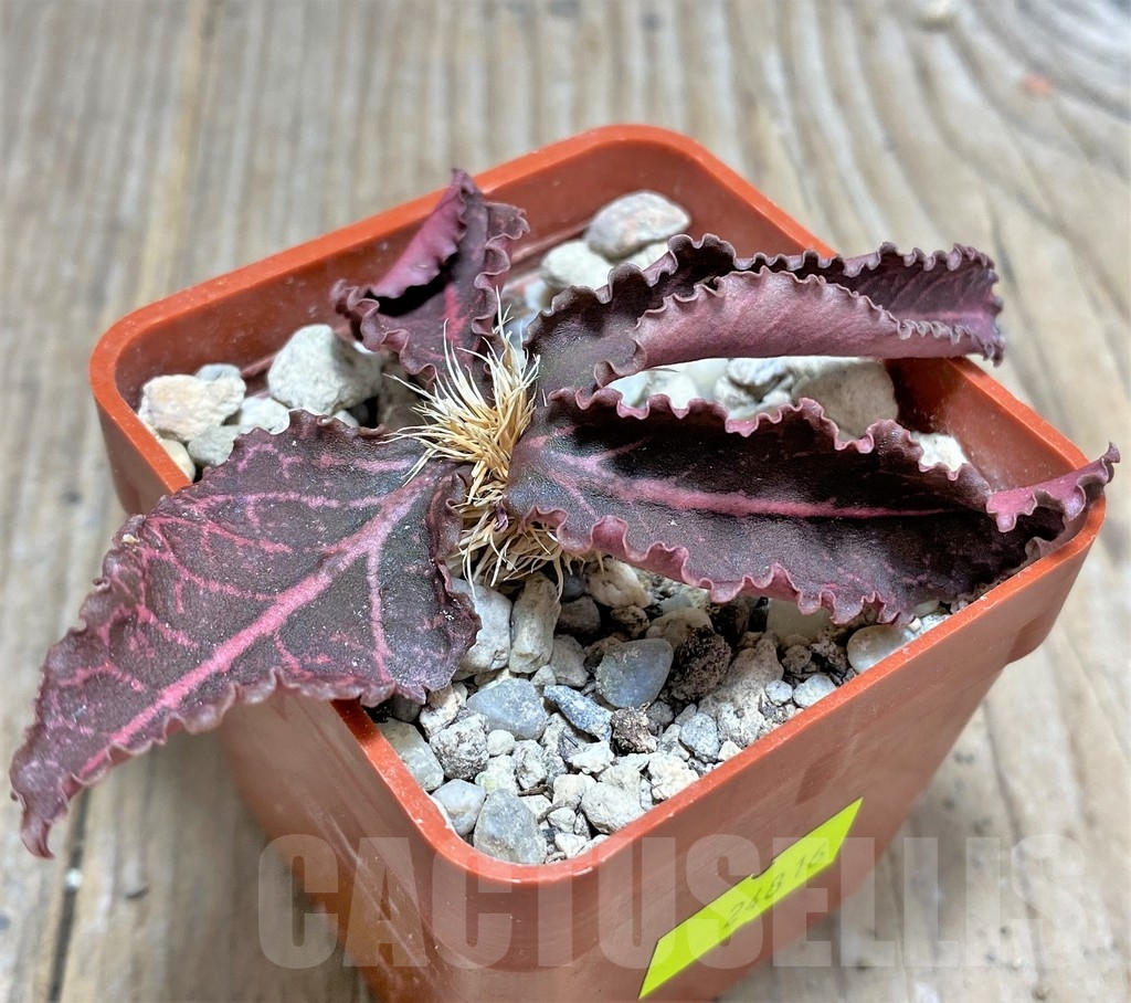 SHPR24816 Euphorbia francoisii v. crassicaulis rubrifolia, Rauh 74321