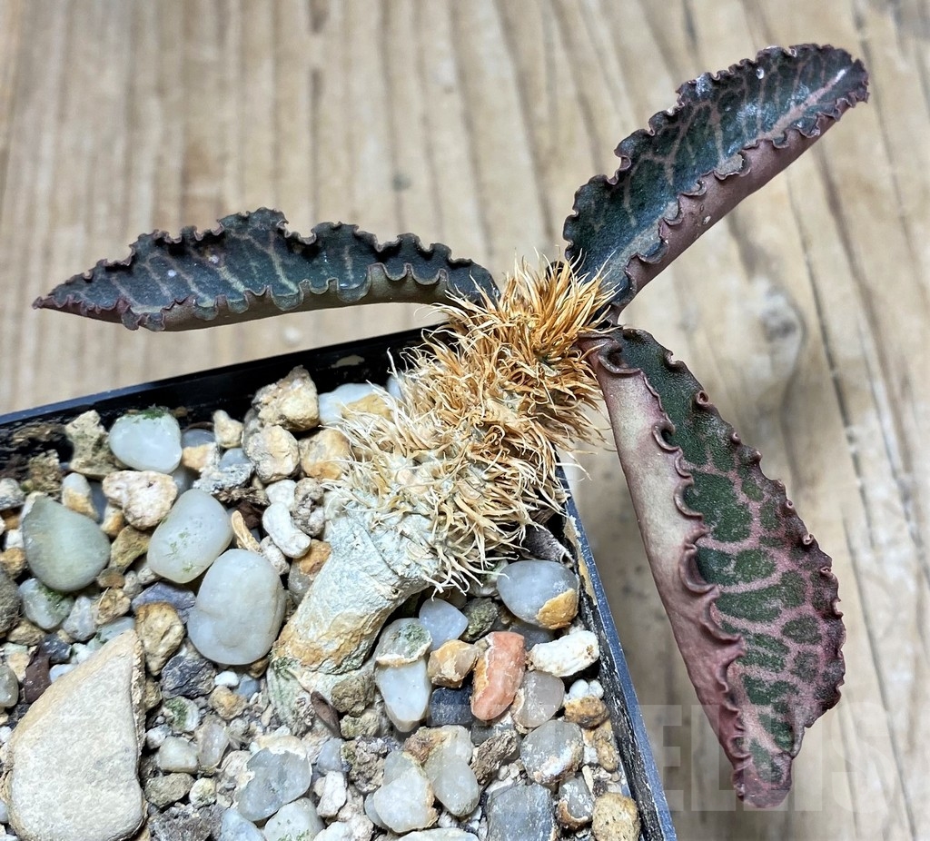 SHPR24817 Euphorbia francoisii v. crassicaulis rubrifolia, Rauh 74321