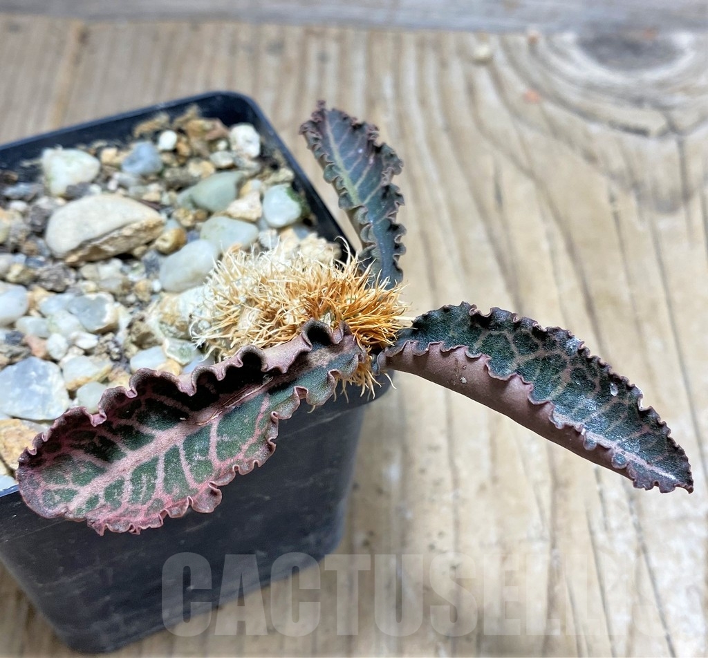 SHPR24817 Euphorbia francoisii v. crassicaulis rubrifolia, Rauh 74321 - immagine 2