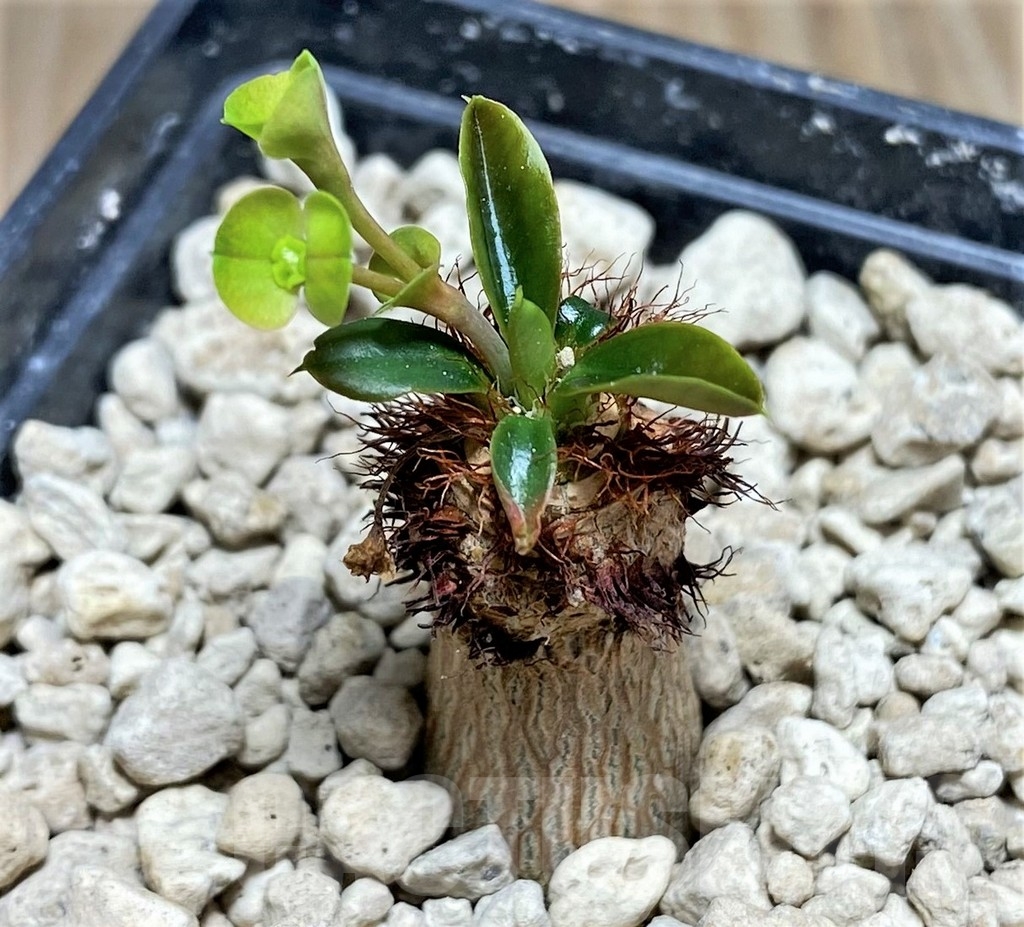 SHPR24818 Euphorbia aff. neohumbertii, red flower - immagine 2